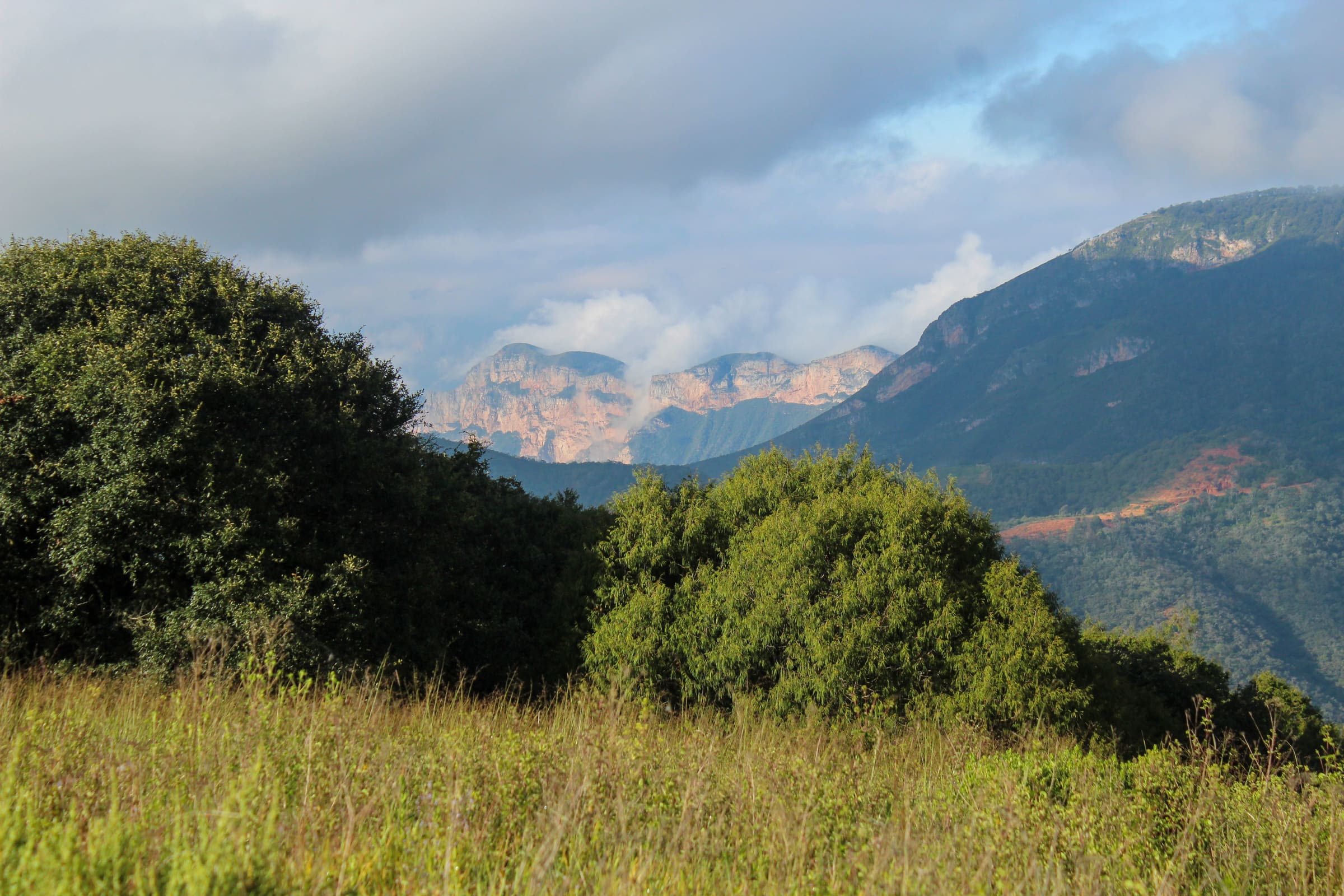 Sendero entre bosque de coníferas en Campestre Pinal